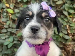 Cachorro raça SRD-ViraLata idade Abaixo de 2 meses nome Lua