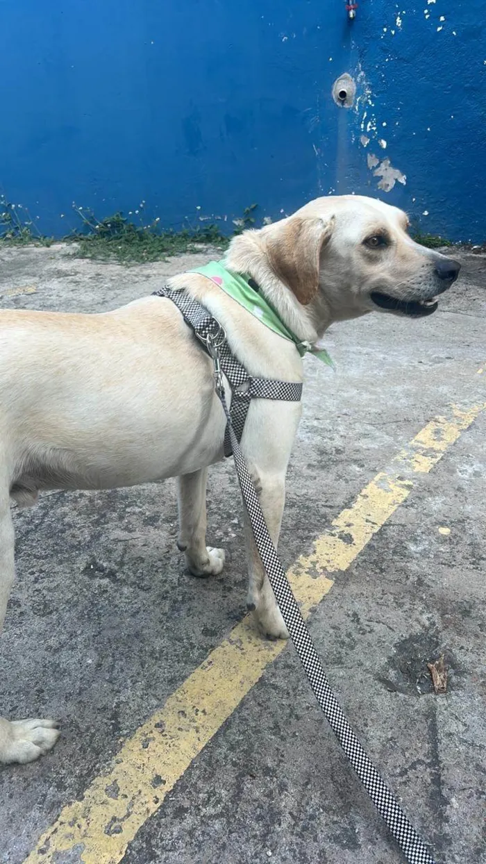 Cachorro ra a SRD-ViraLata idade 2 anos nome Panda