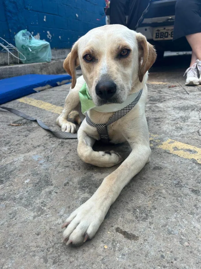 Cachorro ra a SRD-ViraLata idade 2 anos nome Panda