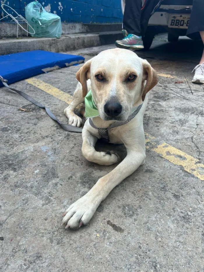 Cachorro ra a SRD-ViraLata idade 2 anos nome Panda