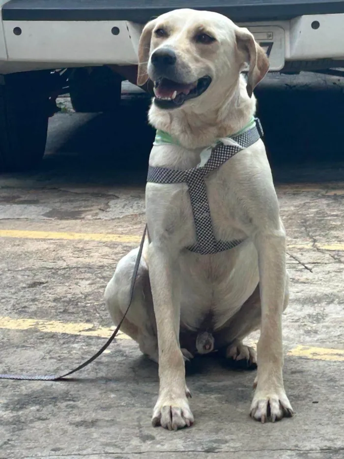 Cachorro ra a SRD-ViraLata idade 2 anos nome Panda