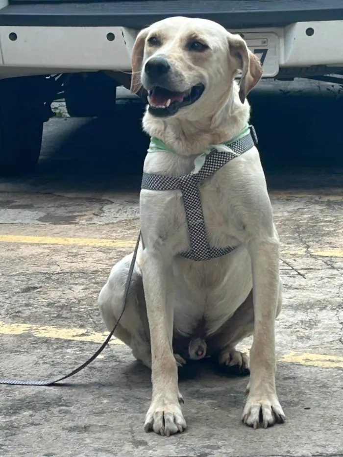 Cachorro ra a SRD-ViraLata idade 2 anos nome Panda