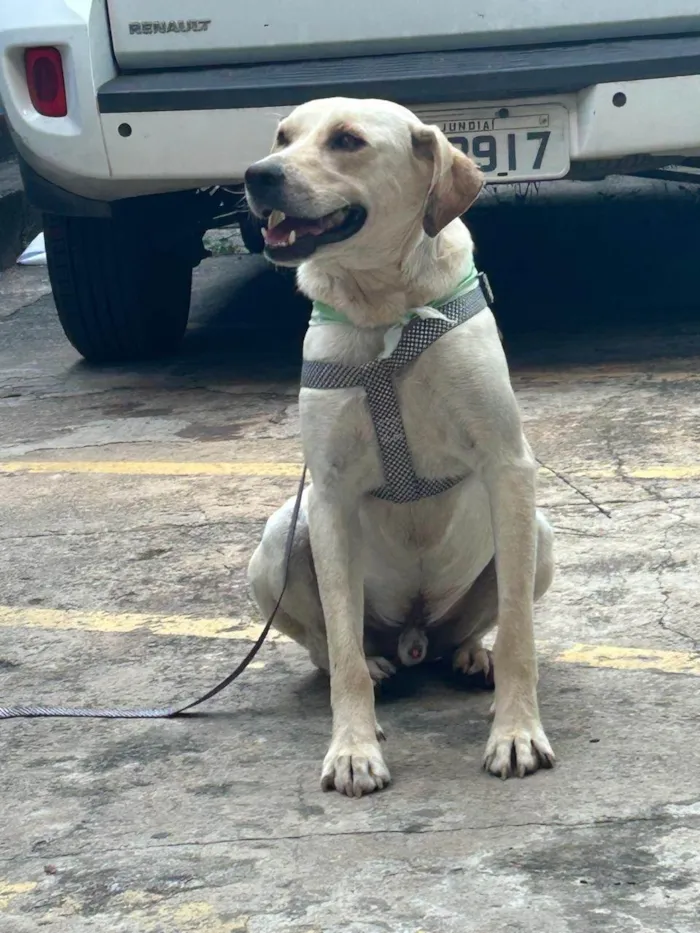 Cachorro ra a SRD-ViraLata idade 2 anos nome Panda