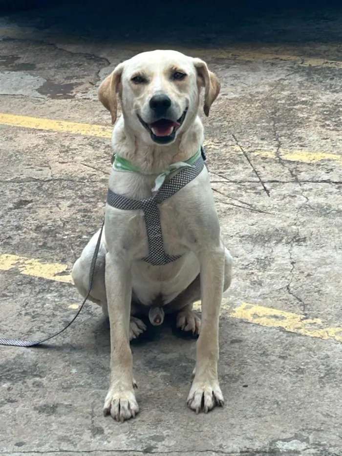Cachorro ra a SRD-ViraLata idade 2 anos nome Panda