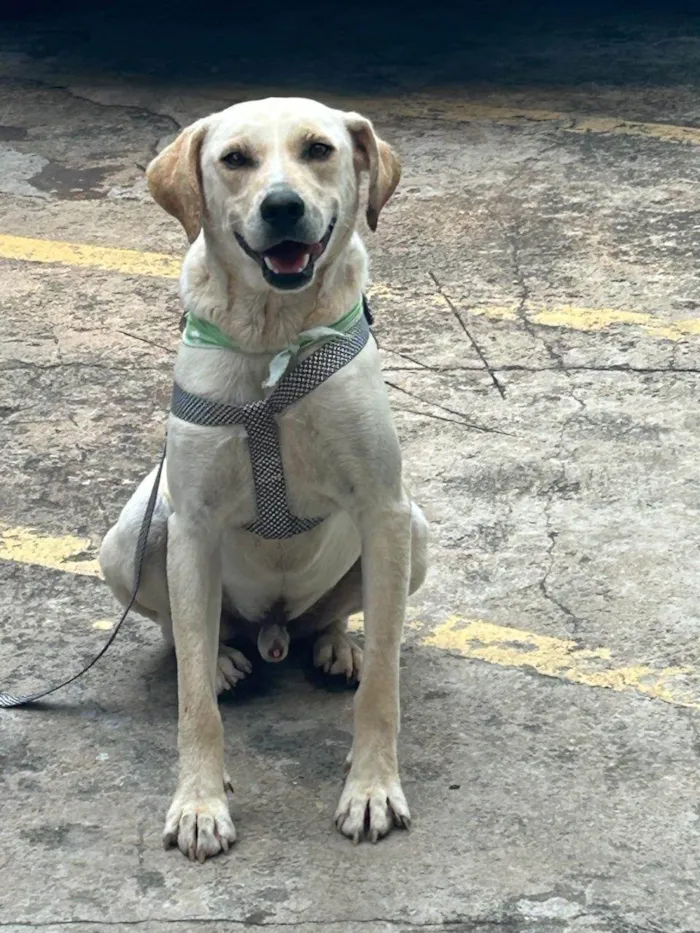 Cachorro ra a SRD-ViraLata idade 2 anos nome Panda