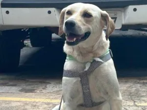 Cachorro raça SRD-ViraLata idade 2 anos nome Panda