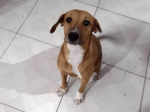 Cachorro raça SRD-ViraLata idade 7 a 11 meses nome Maya