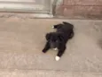 Rex
