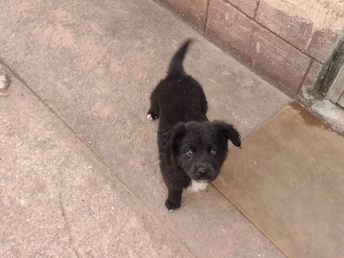 Cachorro ra a SRD-ViraLata idade 2 a 6 meses nome Rex