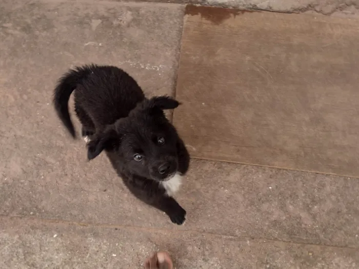 Cachorro ra a SRD-ViraLata idade 2 a 6 meses nome Rex