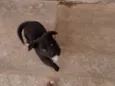 Rex