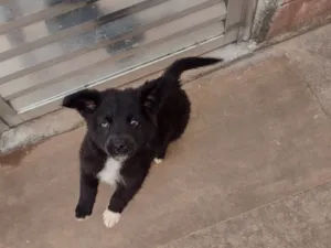 Cachorro raça SRD-ViraLata idade 2 a 6 meses nome Rex