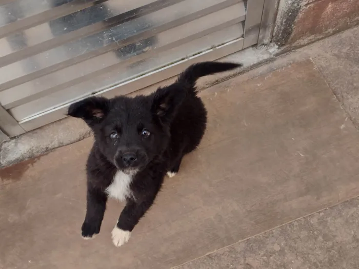 Cachorro ra a SRD-ViraLata idade 2 a 6 meses nome Rex