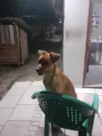 Pitoco 
