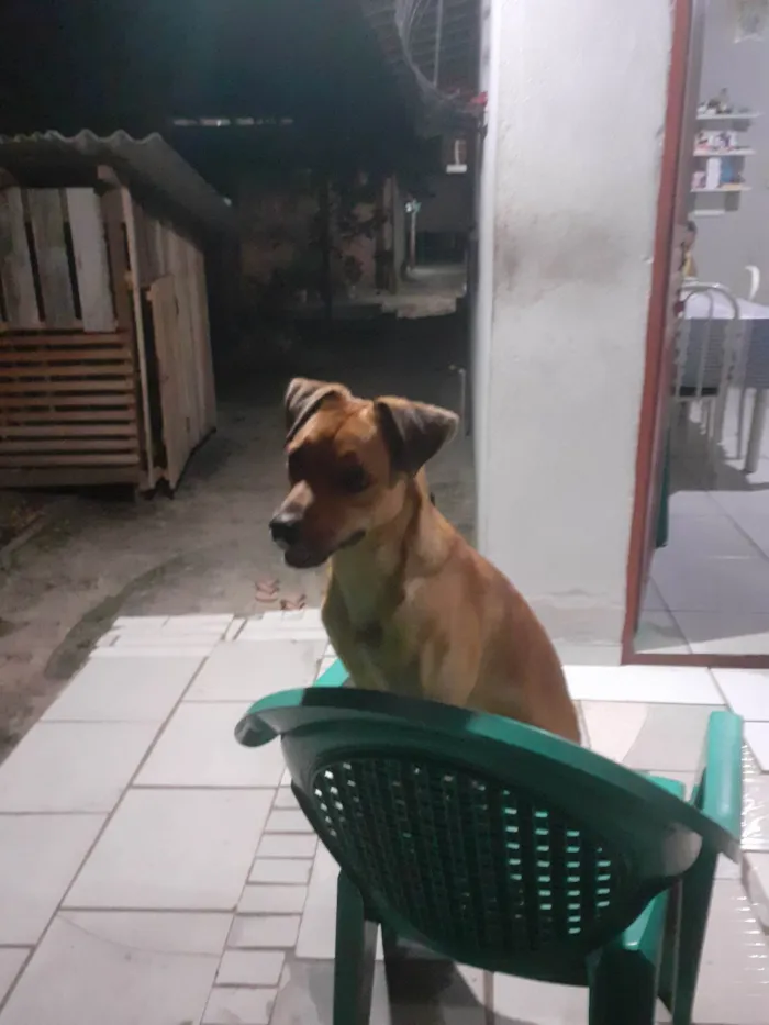 Cachorro ra a SRD-ViraLata idade 1 ano nome Pitoco 
