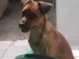 Pitoco 