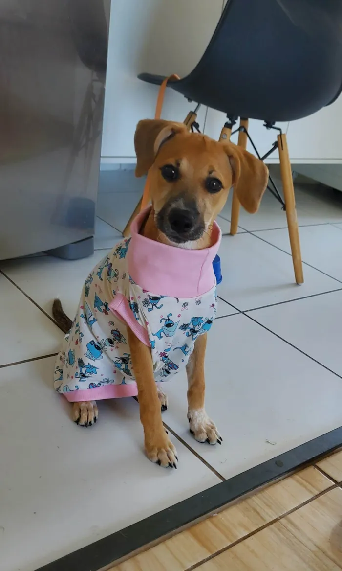 Cachorro ra a SRD-ViraLata idade 7 a 11 meses nome Sol
