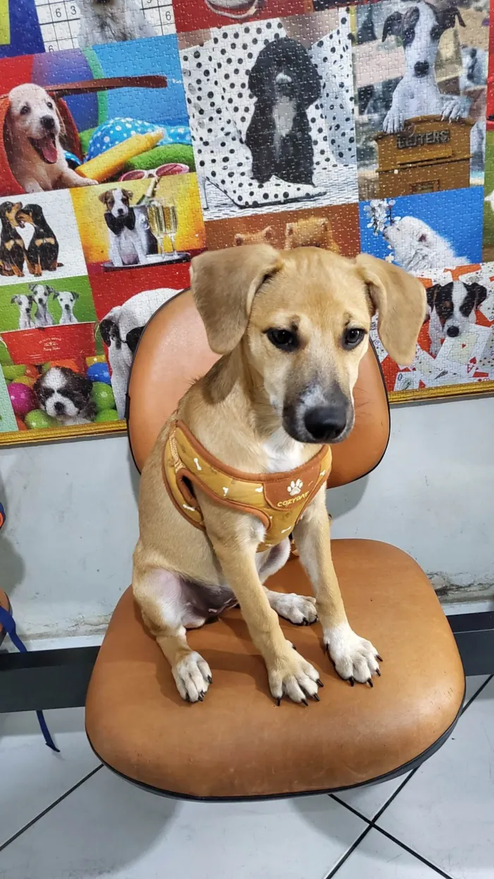 Cachorro ra a SRD-ViraLata idade 7 a 11 meses nome Sol