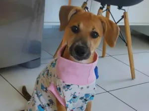 Cachorro raça SRD-ViraLata idade 7 a 11 meses nome Sol