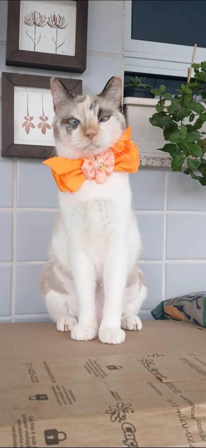 Gato ra a SRD-ViraLata idade 7 a 11 meses nome MARIE