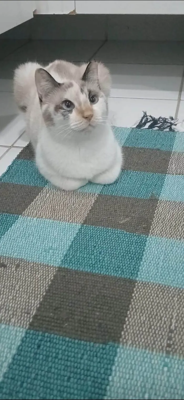 Gato ra a SRD-ViraLata idade 7 a 11 meses nome MARIE
