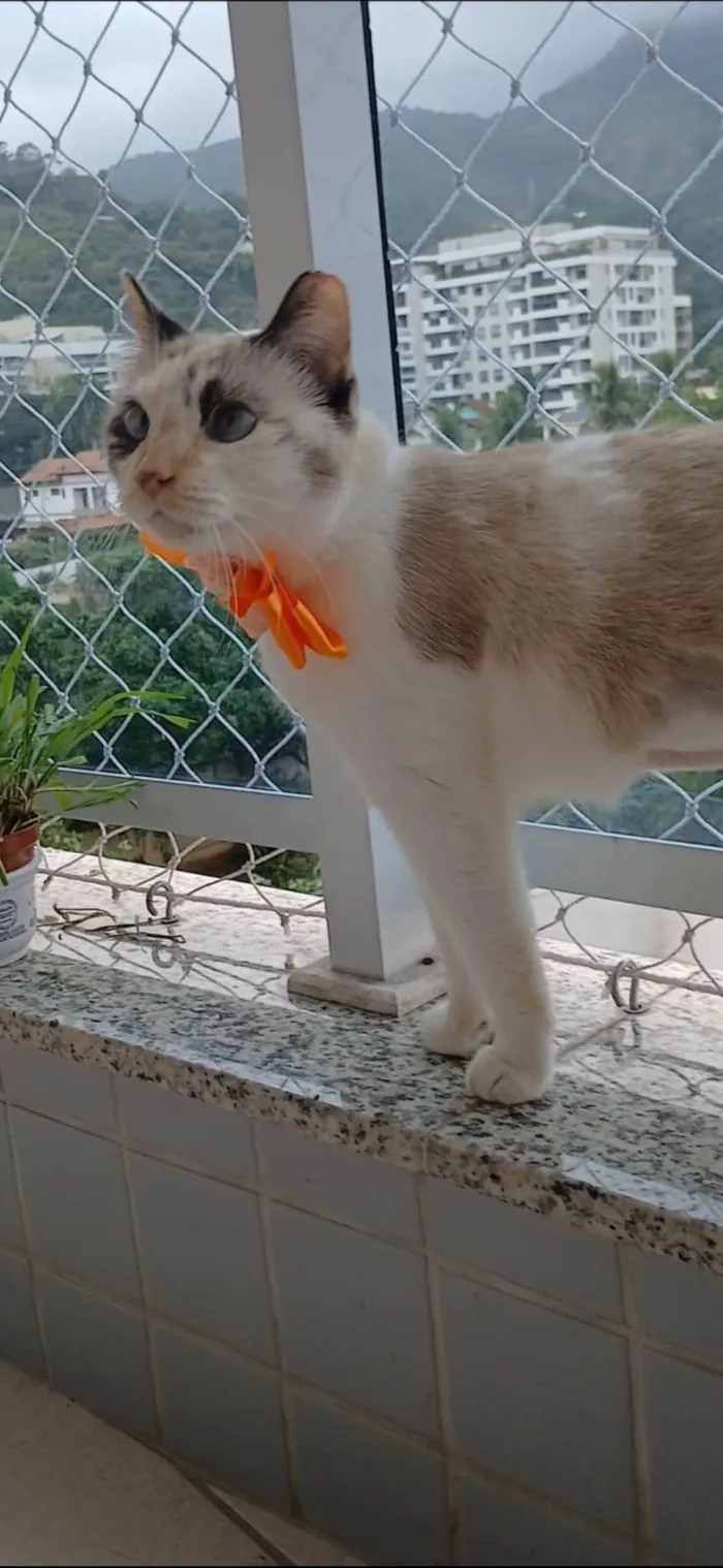 Gato ra a SRD-ViraLata idade 7 a 11 meses nome MARIE