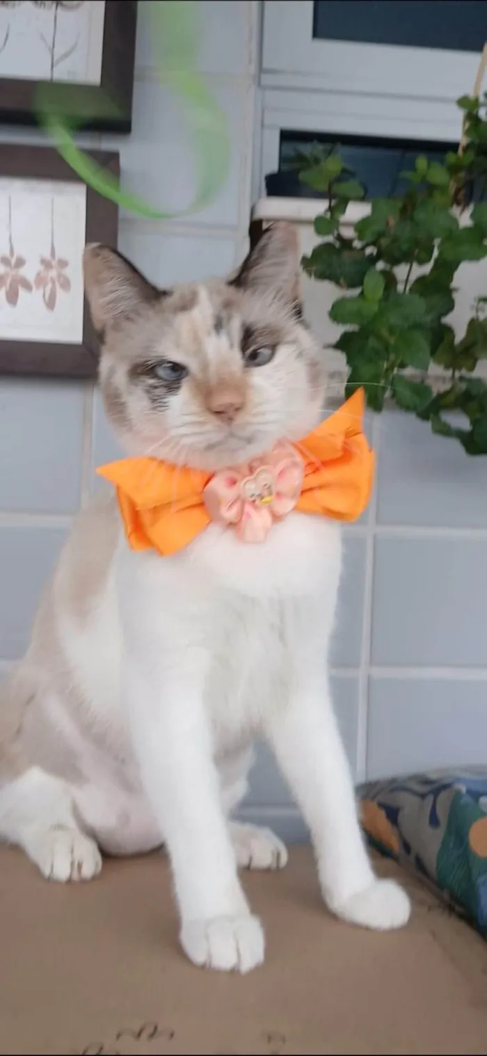 Gato ra a SRD-ViraLata idade 7 a 11 meses nome MARIE