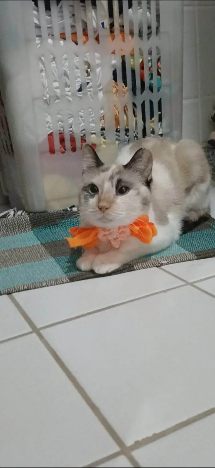 Gato ra a SRD-ViraLata idade 7 a 11 meses nome MARIE
