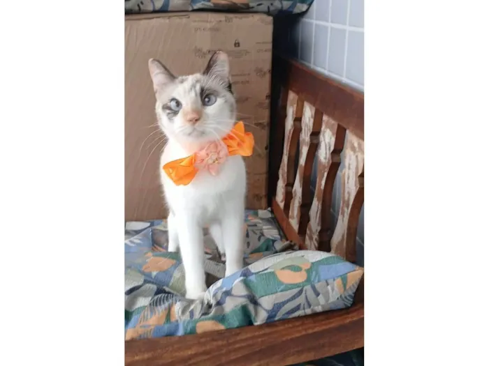 Gato ra a SRD-ViraLata idade 7 a 11 meses nome MARIE