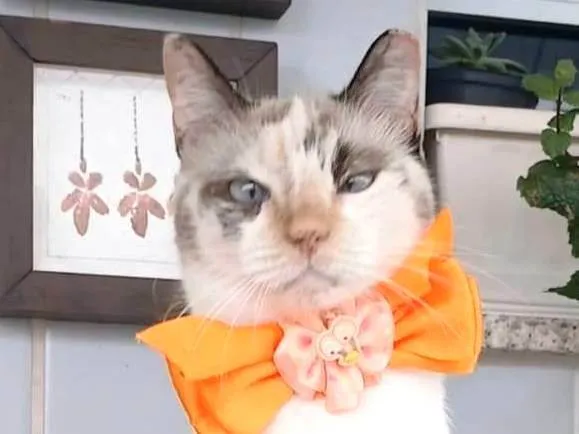 Gato ra a SRD-ViraLata idade 7 a 11 meses nome MARIE