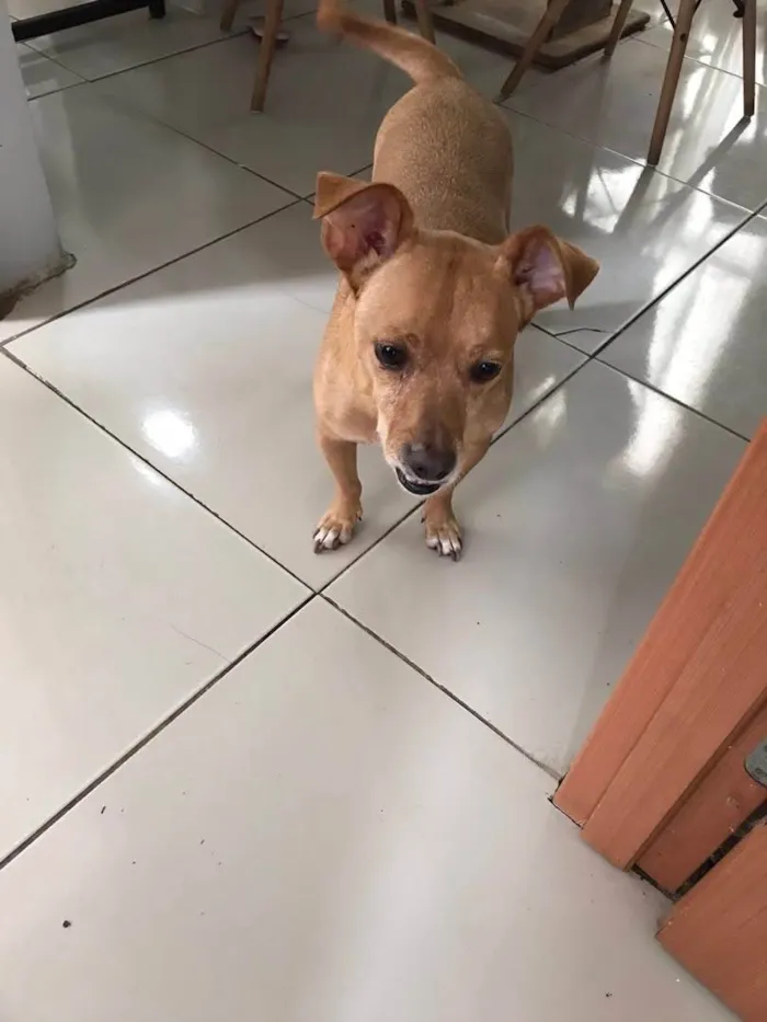 Cachorro ra a SRD-ViraLata idade 6 ou mais anos nome Thor 