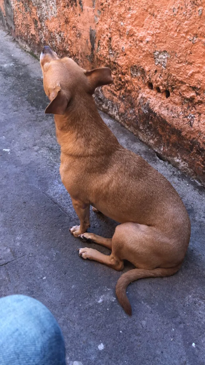Cachorro ra a SRD-ViraLata idade 6 ou mais anos nome Thor 