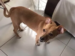 Cachorro raça SRD-ViraLata idade 6 ou mais anos nome Thor 