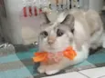 MARIE