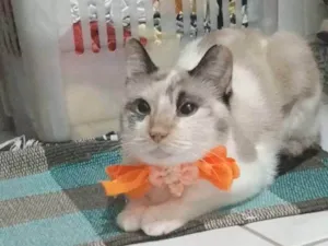 Gato raça SRD-ViraLata idade 7 a 11 meses nome MARIE