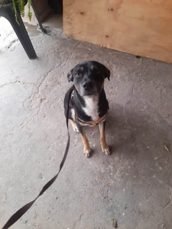 Cachorro ra a SRD-ViraLata idade 1 ano nome Tod