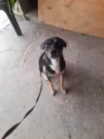 Tod