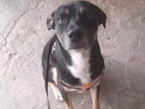 Cachorro raça SRD-ViraLata idade 1 ano nome Tod