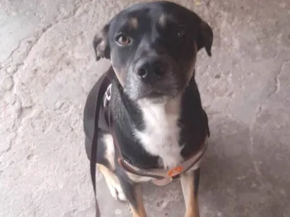 Cachorro raça SRD-ViraLata idade 1 ano nome Tod