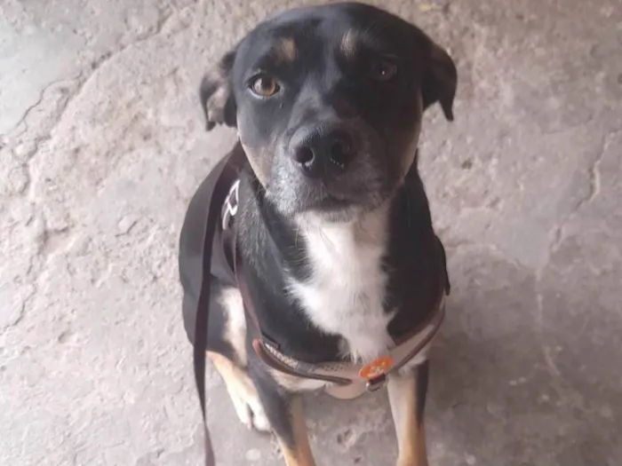 Cachorro ra a SRD-ViraLata idade 1 ano nome Tod