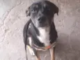 Tod