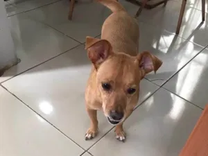 Cachorro raça SRD-ViraLata idade 6 ou mais anos nome Thor 
