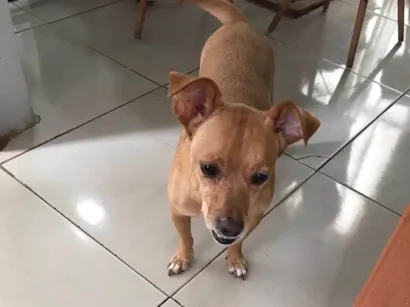 Cachorro raça SRD-ViraLata idade 6 ou mais anos nome Thor 