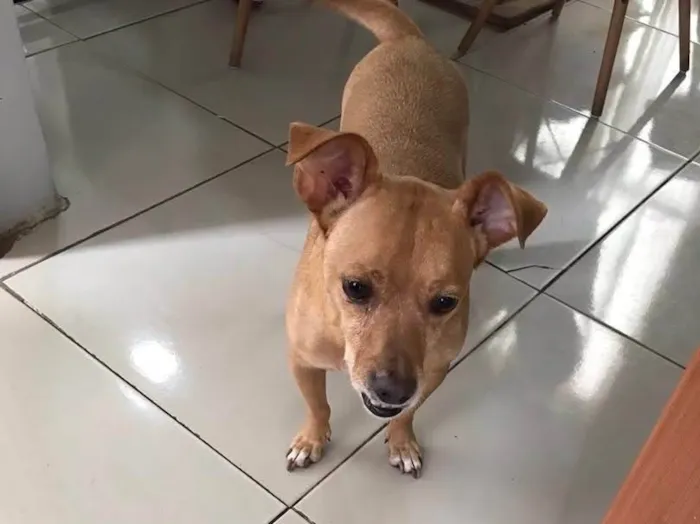Cachorro ra a SRD-ViraLata idade 6 ou mais anos nome Thor