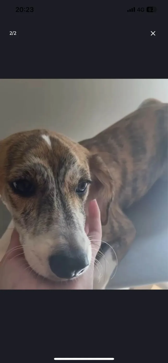 Cachorro ra a SRD-ViraLata idade 2 a 6 meses nome Não tem