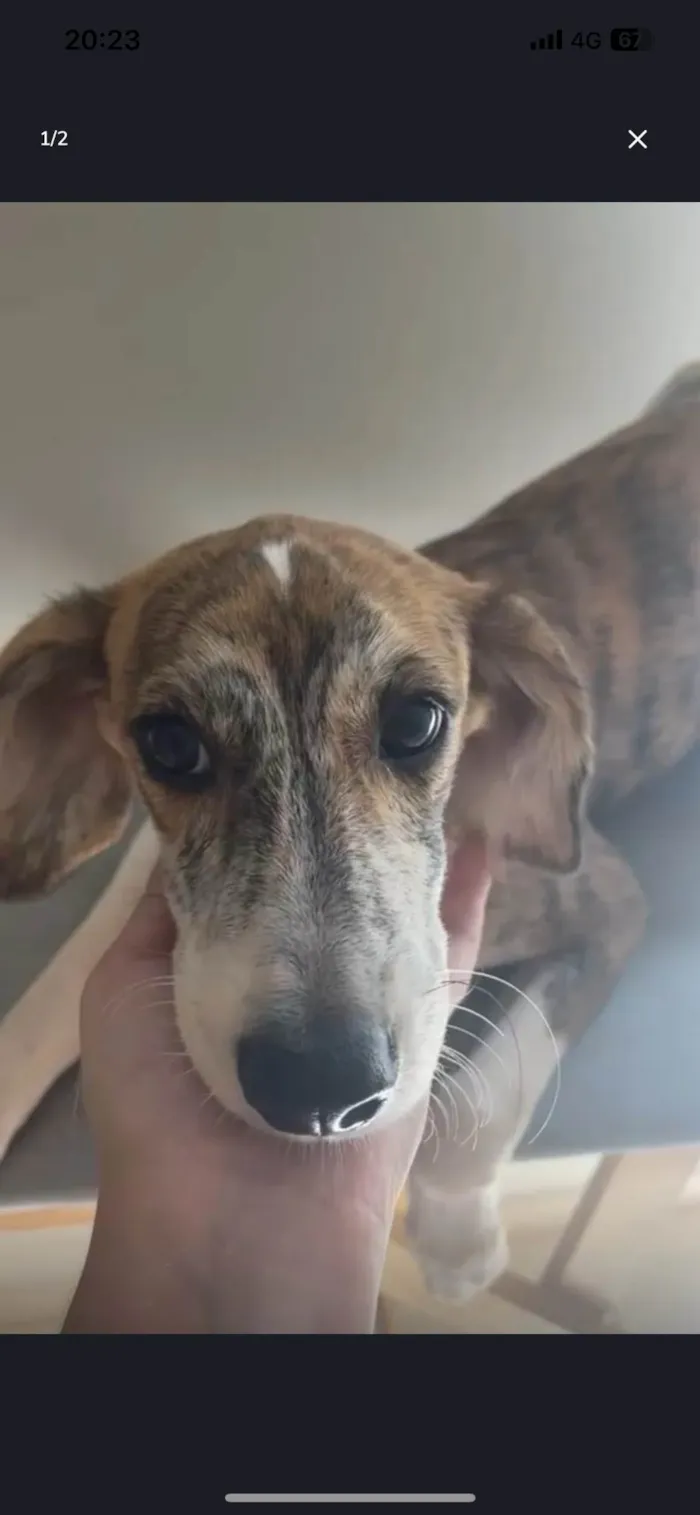 Cachorro ra a SRD-ViraLata idade 2 a 6 meses nome Não tem