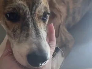 Cachorro raça SRD-ViraLata idade 2 a 6 meses nome Não tem