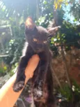 Neguinho