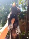 Neguinho