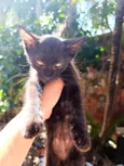 Neguinho